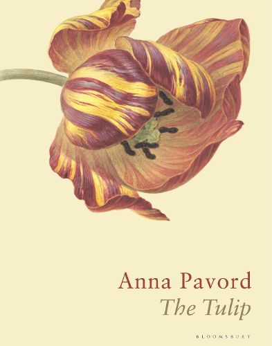 Cover image for The Tulip: The Story of a Flower That Has Made Men Mad