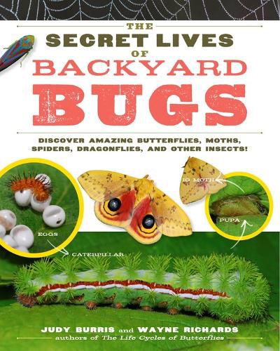 Cover image for Secret Lives of Backyard Bugs