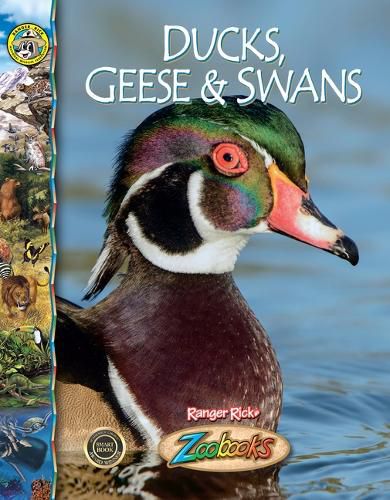 Cover image for Ducks, Geese and Swans