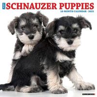 Cover image for Just Schnauzer Puppies 2025 12 X 12 Wall Calendar