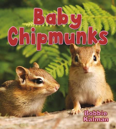 Cover image for Baby Chipmunks