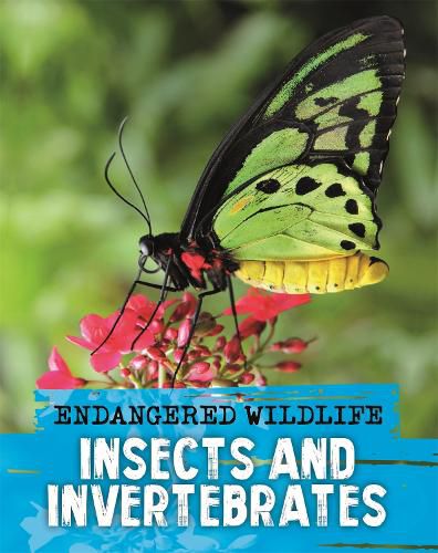 Cover image for Endangered Wildlife: Rescuing Insects and Invertebrates