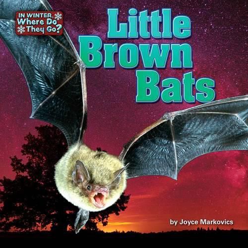 Little Brown Bats