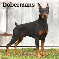 Cover image for Dobermans 2020 Square