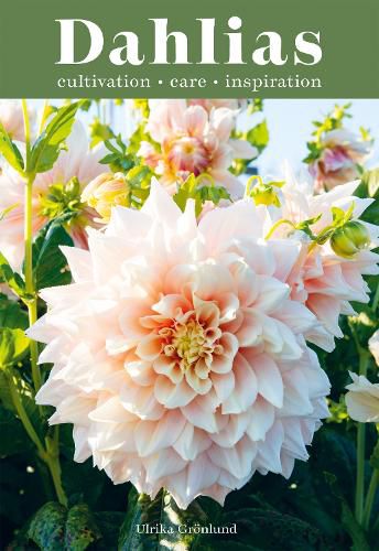 Cover image for Dahlias