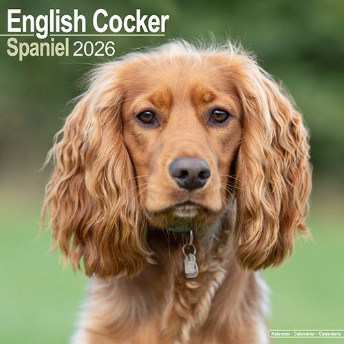 Cover image for English Cocker Spaniel Calendar 2026 Square Dog Breed Wall Calendar - 16 Month