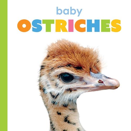Cover image for Baby Ostriches