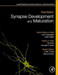 Cover image for Synapse Development and Maturation: Comprehensive Developmental Neuroscience