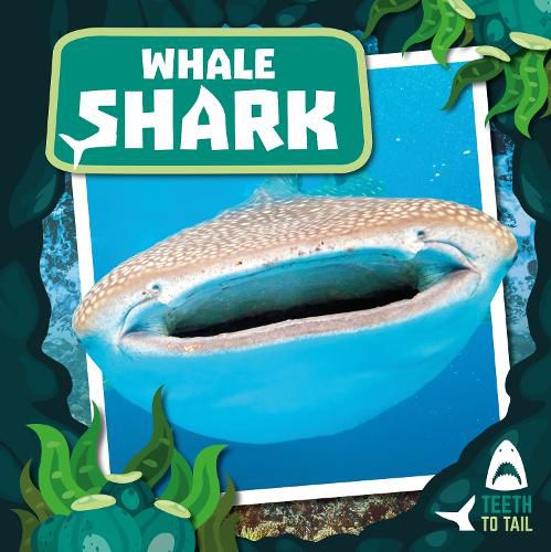 Cover image for Whale Shark: Teeth to Tail