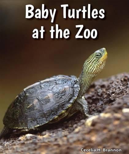 Cover image for Baby Turtles at the Zoo