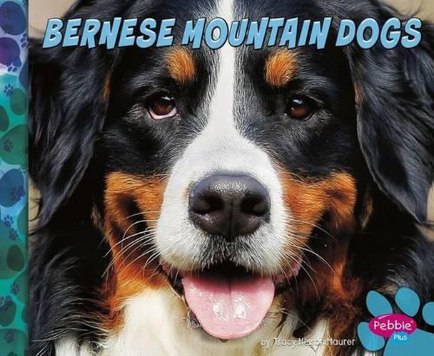 Bernese Mountain Dogs