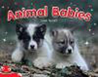 Cover image for Bug Club Level  4 - Red: Animal Babies (Reading Level 4/F&P Level C)