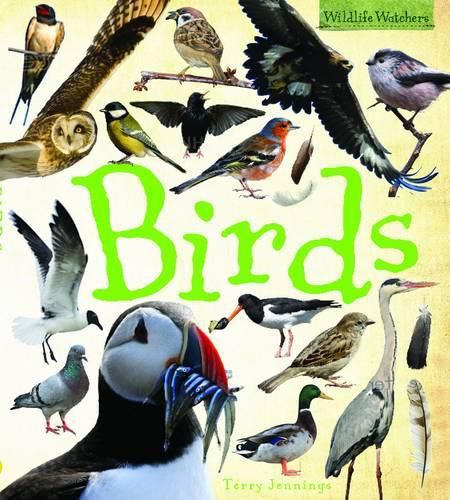 Cover image for Birds