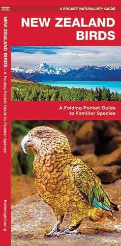 Cover image for New Zealand Birds: A Folding Pocket Guide to Familiar Species