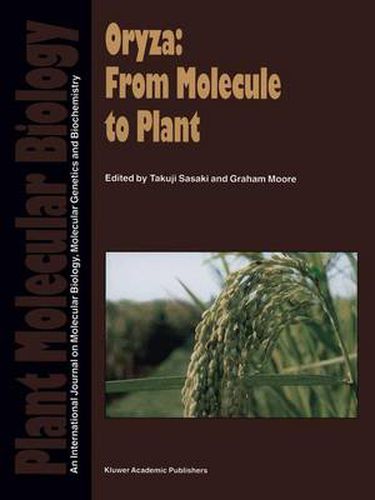 Cover image for Oryza: From Molecule to Plant