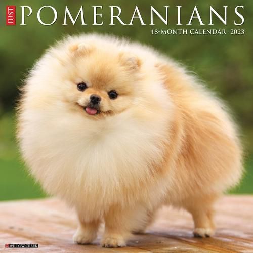 Cover image for Just Pomeranians 2023 Wall Calendar