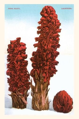 Cover image for The Vintage Journal Snow Plant, Lake Tahoe, California