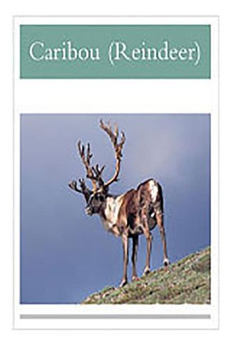 Cover image for Caribou Reindeer: Individual Student Edition Silver (Levels 23-24)