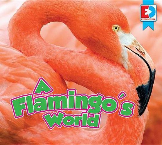 A Flamingo's World