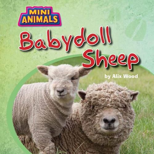 Cover image for Babydoll Sheep