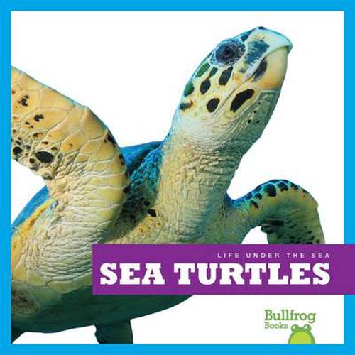 Life Under the Sea: Sea Turtles