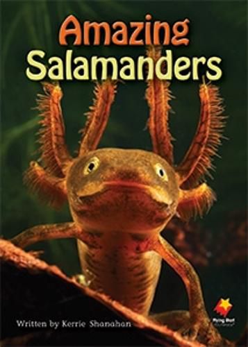 Cover image for Amazing Salamanders