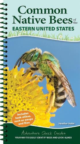 Cover image for Common Backyard Bees of the Eastern United States: Your Way to Easily Identify Bees and Look-Alikes