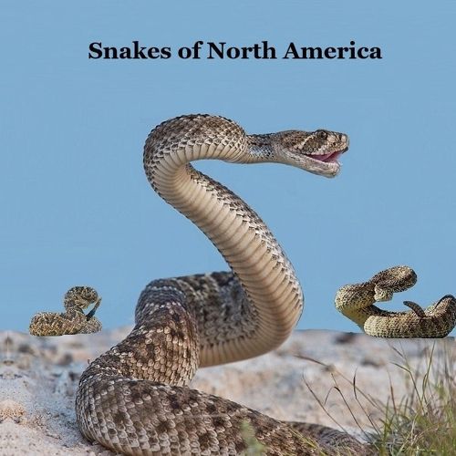 Cover image for Snakes of North America Kids Book