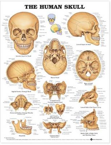 Cover image for The Human Skull Anatomical Chart