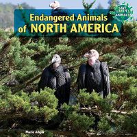 Cover image for Endangered Animals of North America