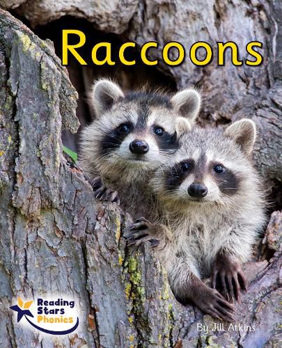 Cover image for Raccoons