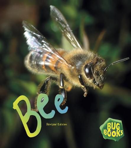 Cover image for Bee (Bug Books)