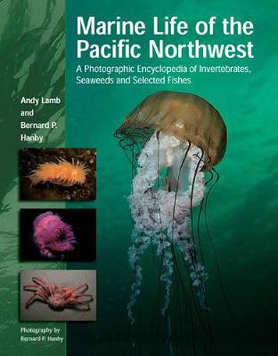 Cover image for Marine Life of the Pacific Northwest: A Photographic Encyclopedia of Invertebrates, Seaweeds and Selected Fishes