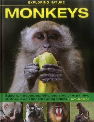 Cover image for Exploring Nature: Monkeys