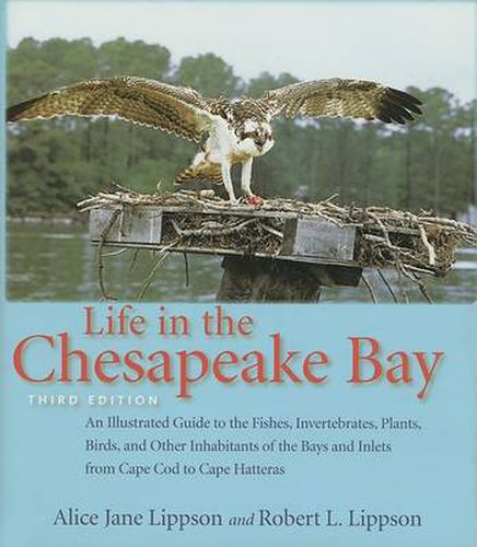 Life in the Chesapeake Bay