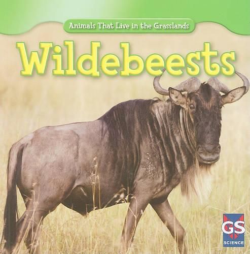 Wildebeests