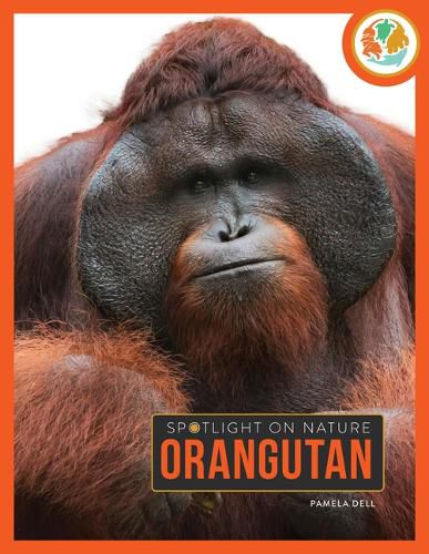 Cover image for Orangutan