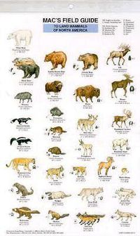 Cover image for Mac's Field Guides: North American Land Mammals