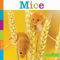 Cover image for Mice