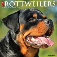 Cover image for Just Rottweilers 2025 12 X 12 Wall Calendar