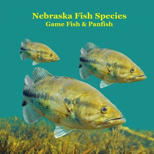 Cover image for Nebraska Game Fish and Panfish Species Kids Book