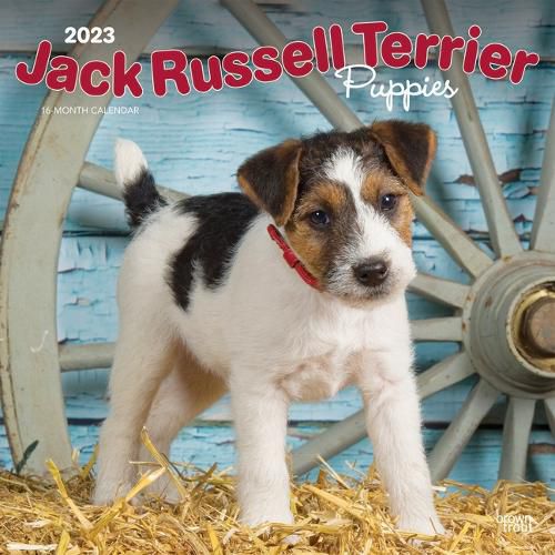 Cover image for Jack Russell Terrier Puppies 2023 Square