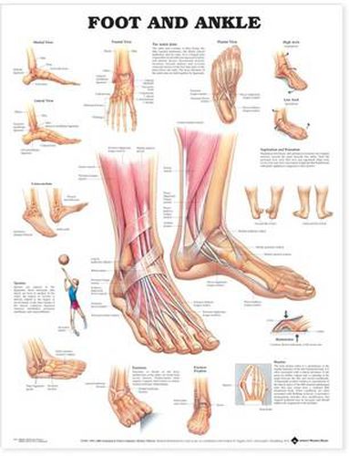 Cover image for Foot and Ankle Anatomical Chart