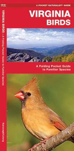 Cover image for Virginia Birds: A Folding Pocket Guide to Familiar Species